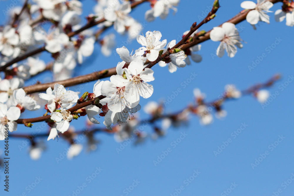 Branch of apricot tree in the period of spring flowering.
