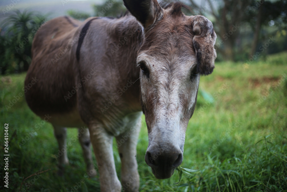 Close up on Donkey