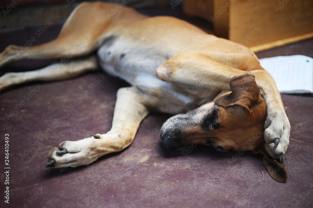 Sleeping Dog with paw on its head Sleeping Dog with paw on its head