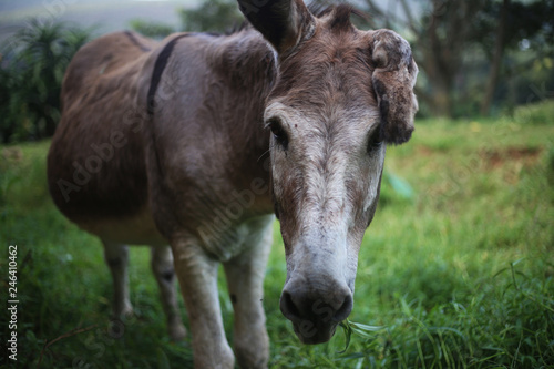 Close up on Donkey © Marvin