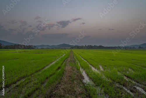 Tableau sur toile Evening in rice fields perspective lines forest and hills panorama shot