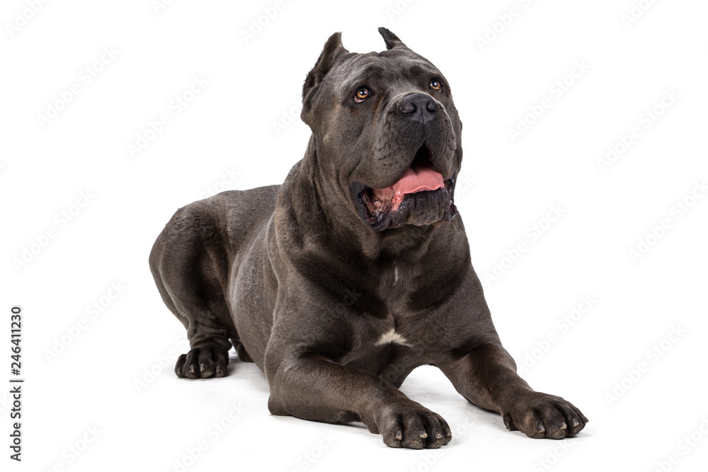 Cane Corso dog on white background Cane Corso dog on white background