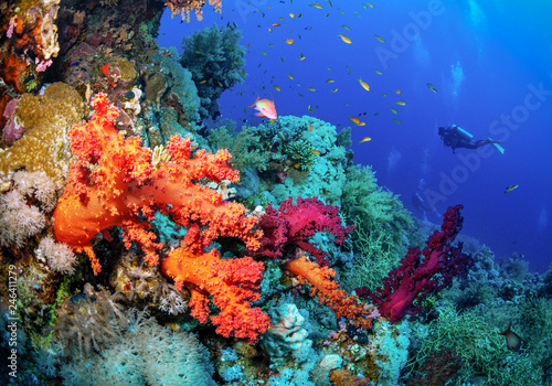 Beautiful coral reef with soft corals and the diver. © Sergey
