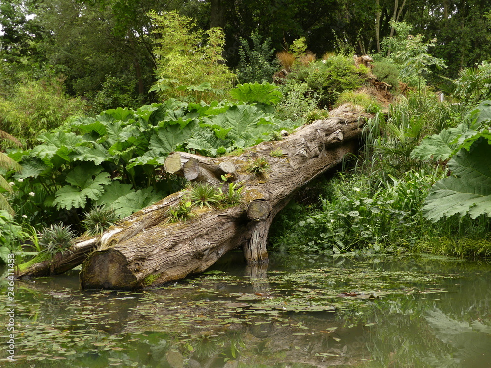 Fototapeta premium A fallen tree that has rested in a lake in England