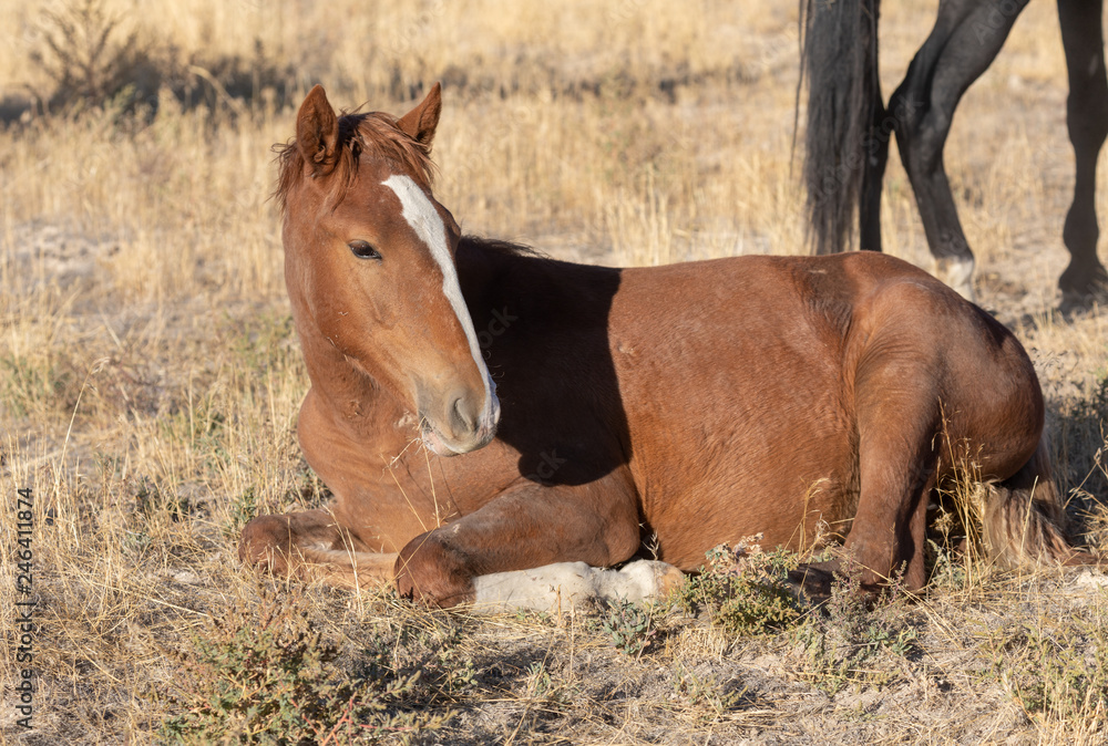 Fototapeta premium Cute Wild Horse Foal in Utah