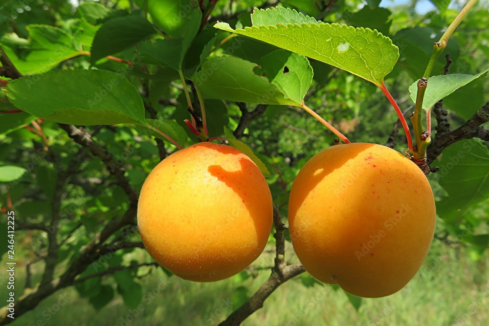 Apricots on tree in fruit garden, closeup