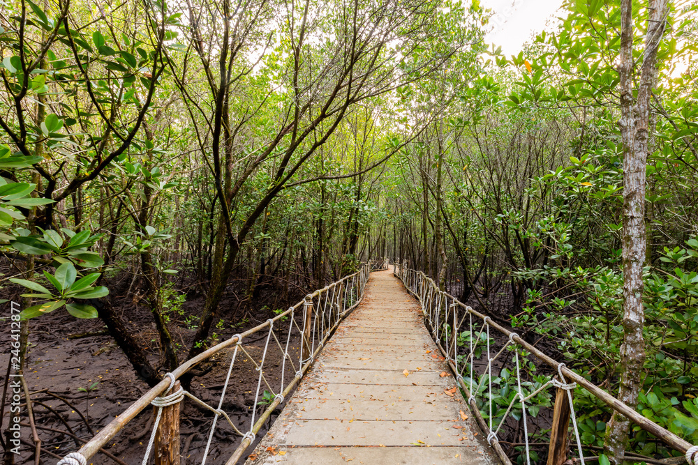 Fototapeta premium Mangrove forest at Sai Dham Beach, Trat Province, Thailand