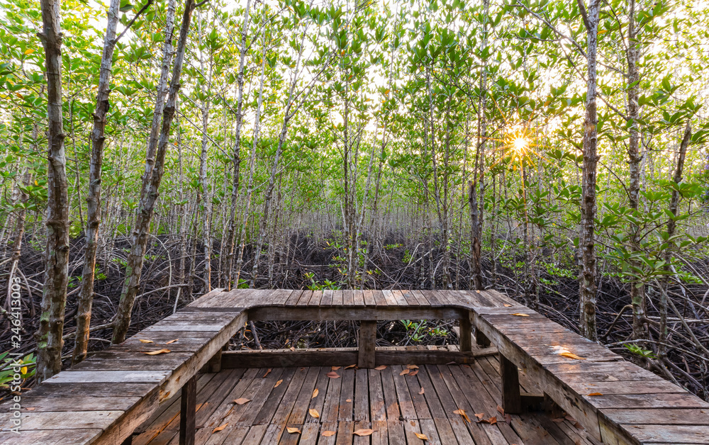 Mangrove forest at Sai Dham Beach, Trat Province, Thailand Mangrove forest at Sai Dham Beach, Trat Province, Thailand