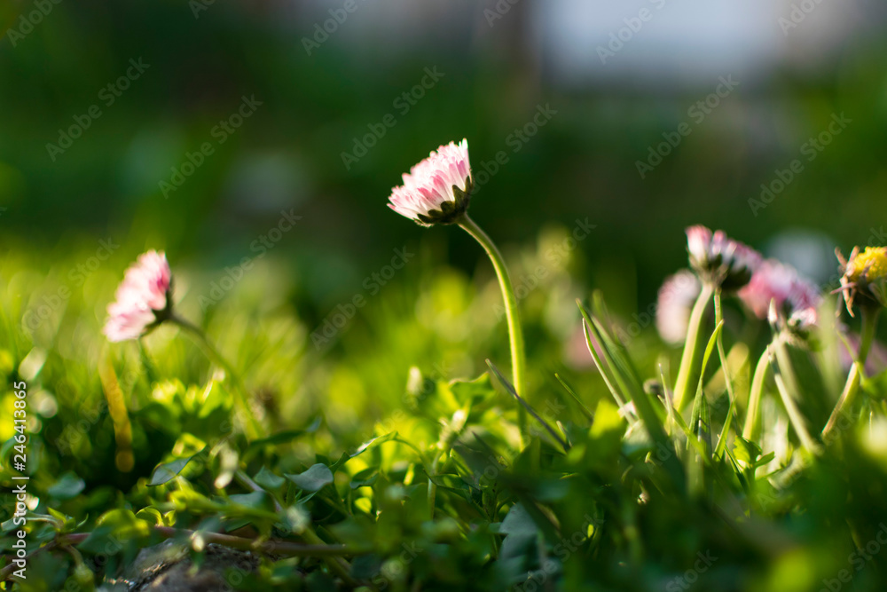 Daisy in early spring garden against the sun. Daisy in early spring garden against the sun.