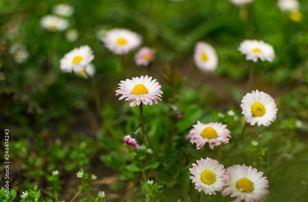 Daisy flowers in early spring on green meadow Daisy flowers in early spring on green meadow