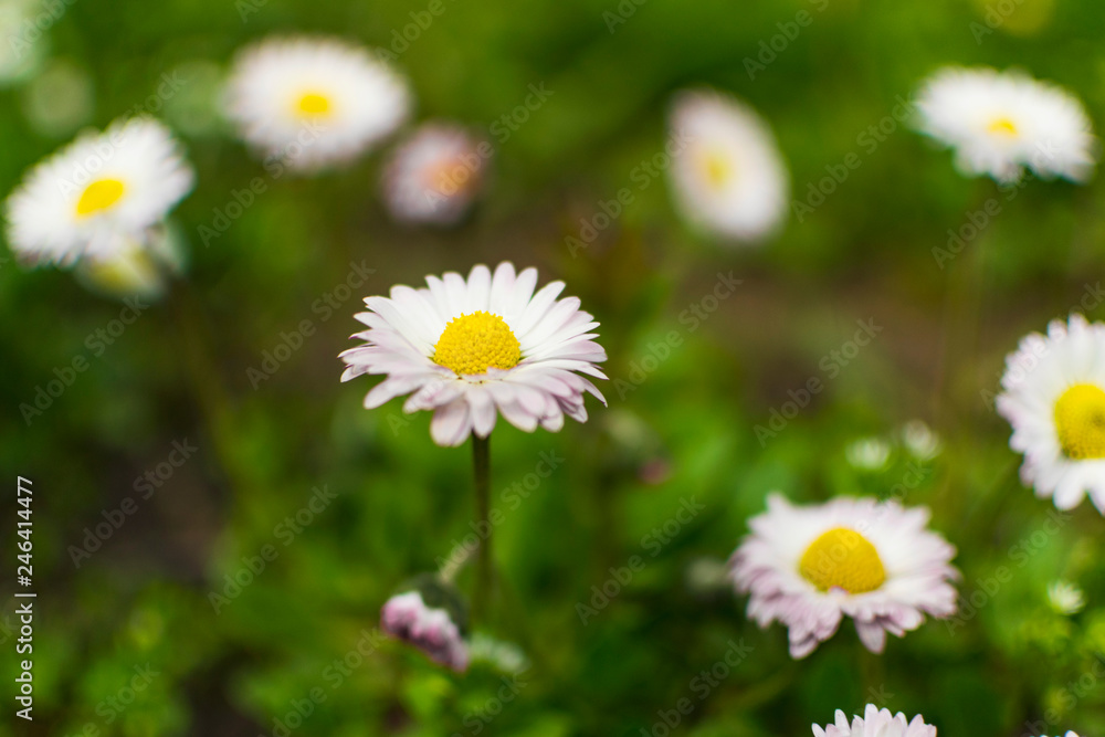 Daisy flowers in early spring on green meadow Daisy flowers in early spring on green meadow