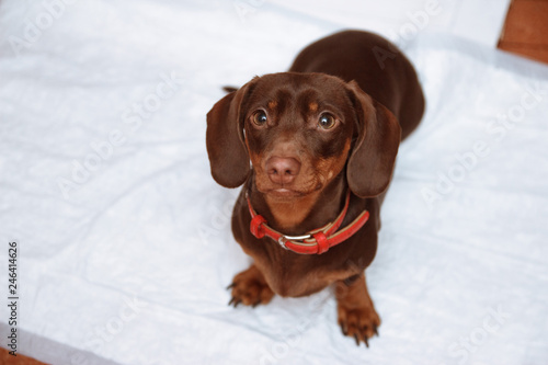 Puppy on absorbent litter. Accustom the dog to the toilet. Training pets