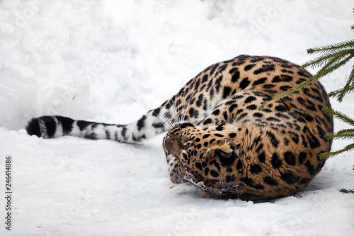 Big cat lying on the snow curled up. Red-headed Far Eastern leopard is a powerful predatory beast against the white snow.