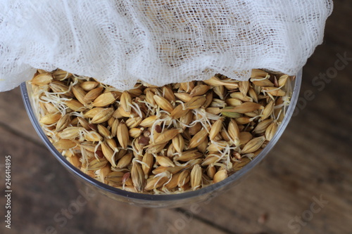 sprouted barley in the glass