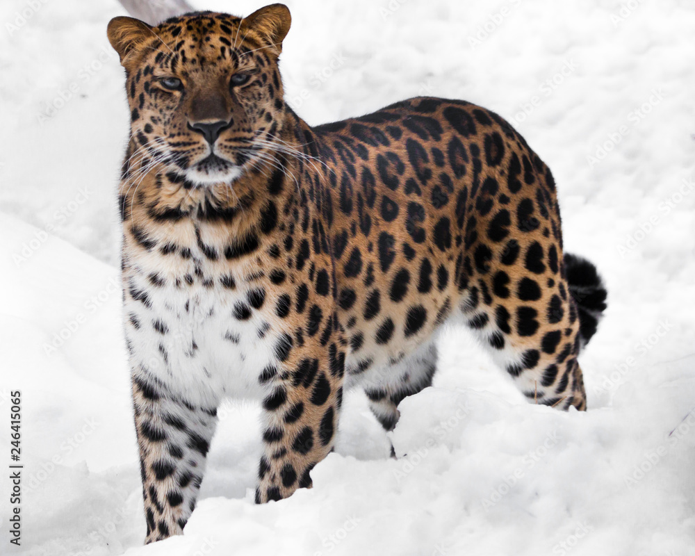 Fototapeta premium The look of a big cat. Red-headed Far Eastern leopard is a powerful predatory beast against the white snow.