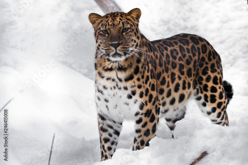 Big cat is watching you on a snowy background. Red-headed Far Eastern leopard is a powerful predatory beast against the white snow.