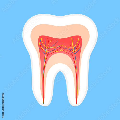 Great concept of anatomy and tooth structure on a blue background