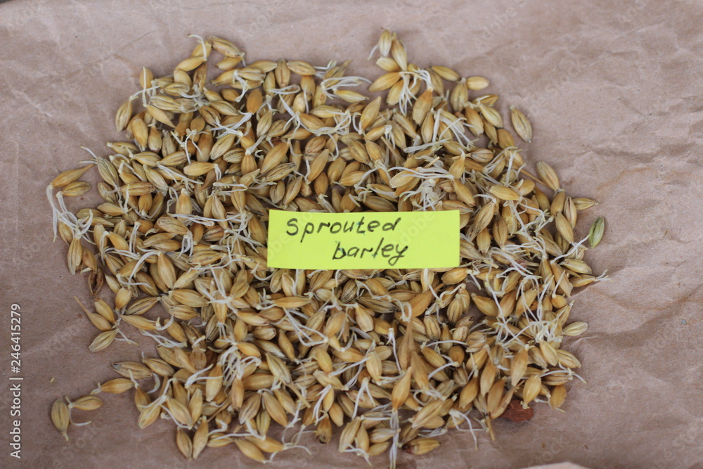 sprouted barley background