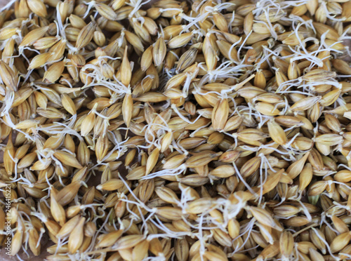sprouted barley background