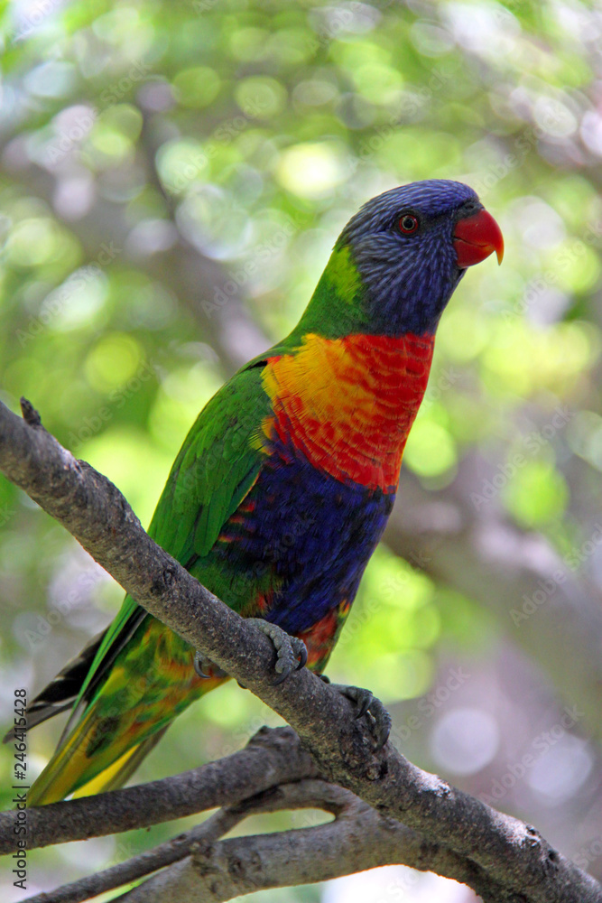 rainbow lorikeet in a tree rainbow lorikeet in a tree