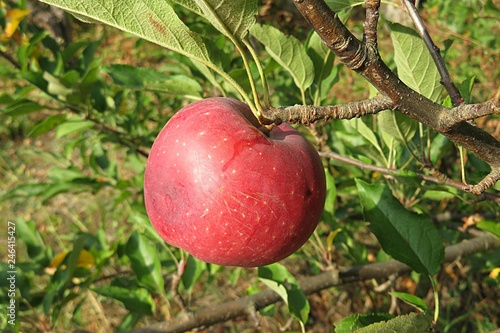 Apple tree in a garden
