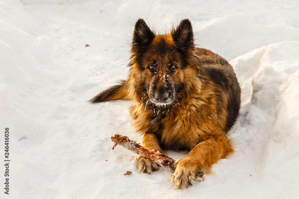 german shepherd dog laying on the snow with a stick german shepherd dog laying on the snow with a stick