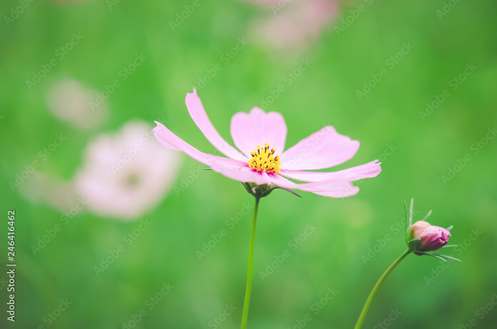 pink cosmos flower