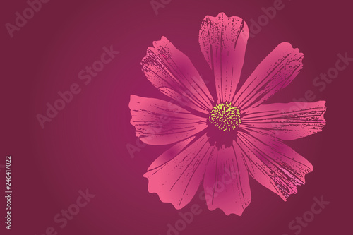 Pink cosmos flower vector