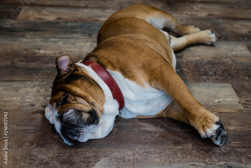 Bouledogue anglais en gros plan