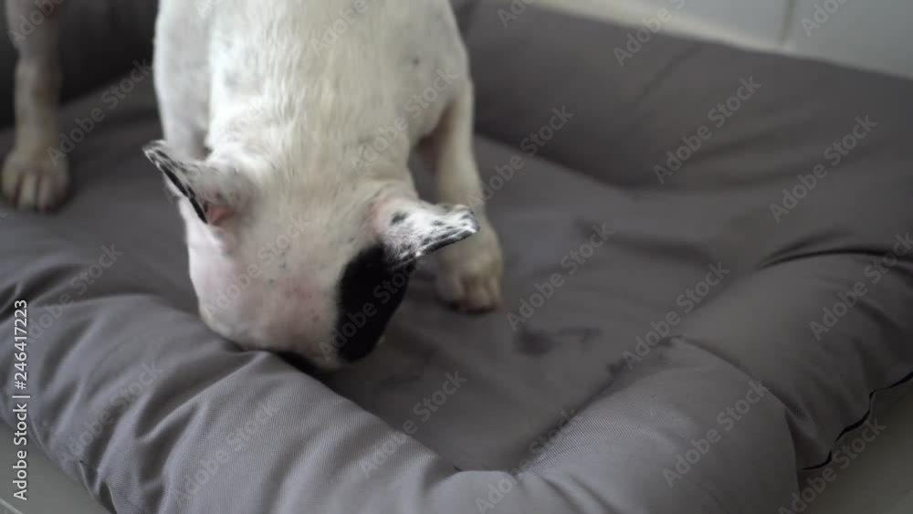 French bulldog is laying on the gray bed and eating bone. French bulldog is laying on the gray bed and eating bone.