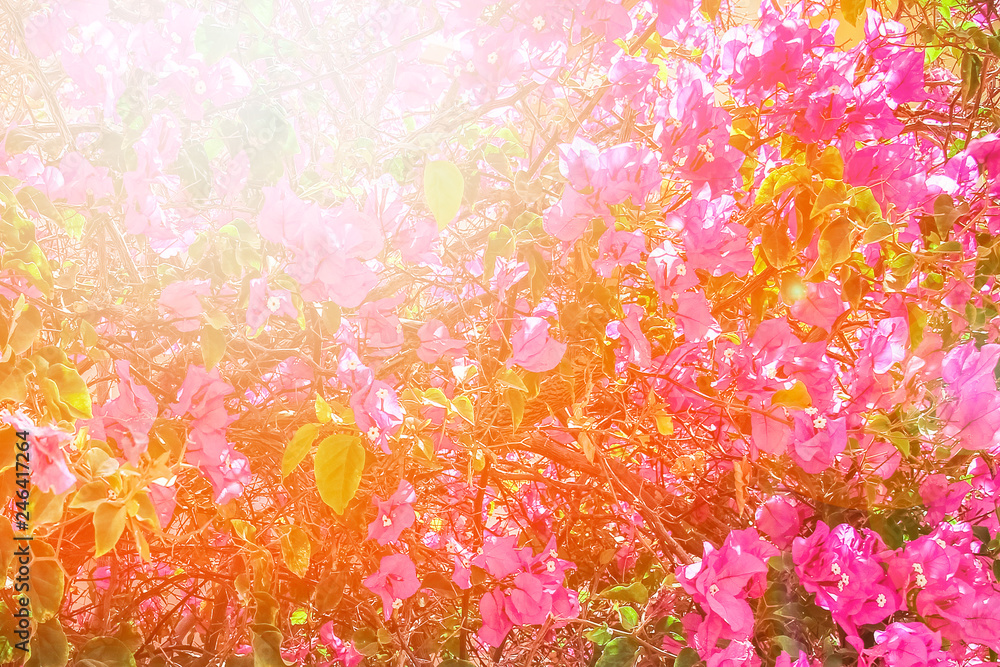 Beautiful trees bushes floral background on nature in the par