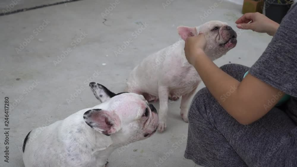 Woman shaking hands with her dog and gives an apple to a french bulldog - reward for training. Woman shaking hands with her dog and gives an apple to a french bulldog - reward for training.