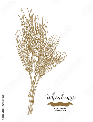 Wheat ears. Rustic bouquet design. Hand drawn vector illustration.