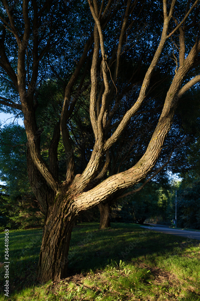 Fototapeta premium Tree in park at sunset light in Finland
