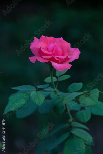 Rosa silvestre color rosa