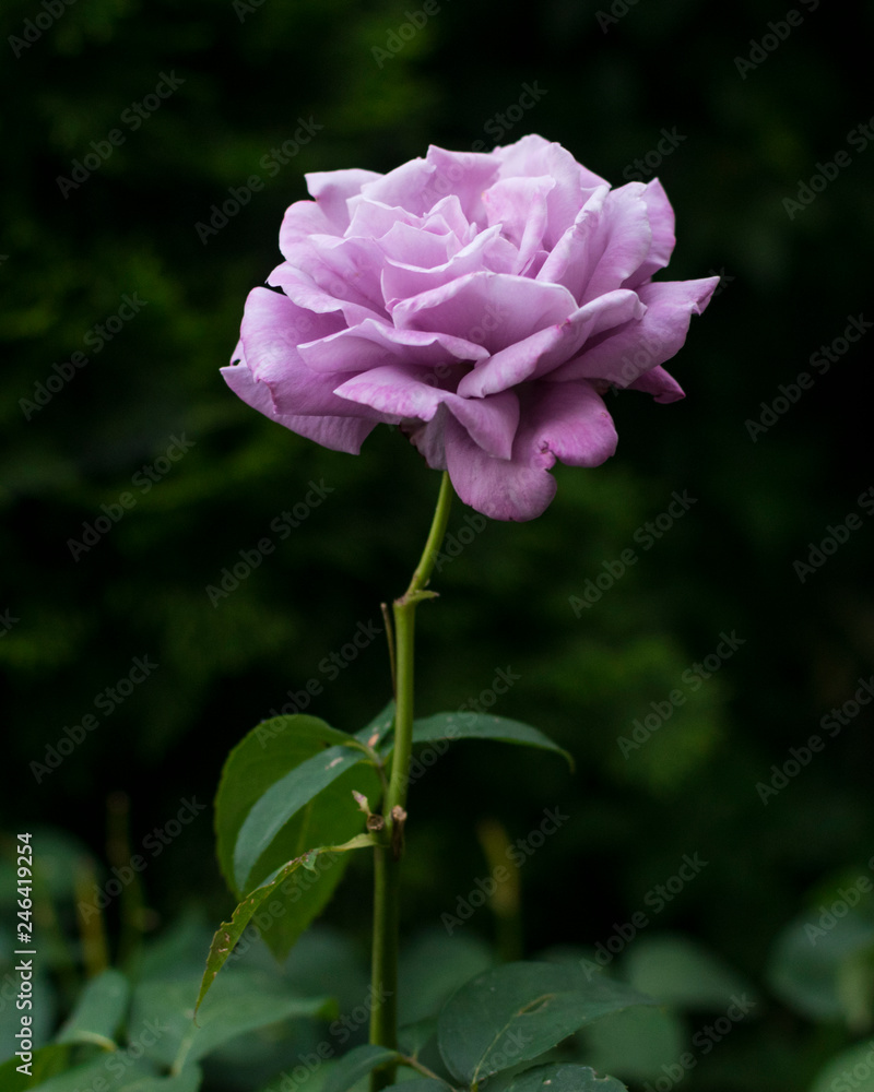 Natural Purple Rose