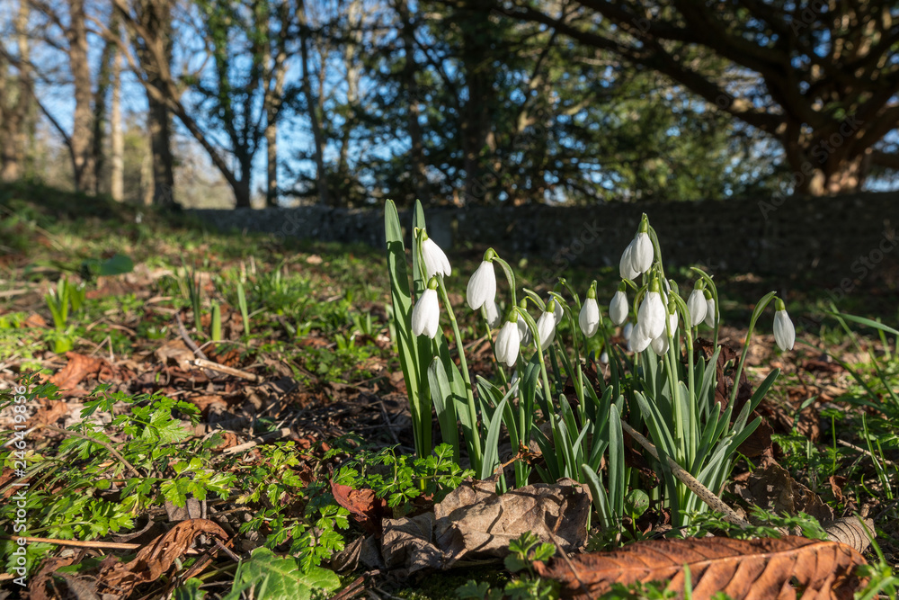 Obraz premium Snowdrops flowering in January in Folkington East Sussex