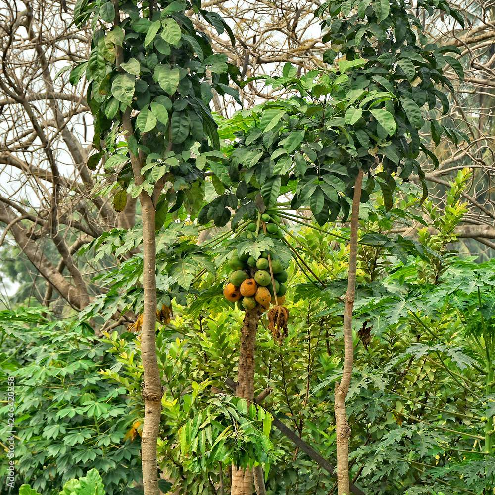 Foto de Tropical garden. Papaya tree with fruits. Papaya is a fast