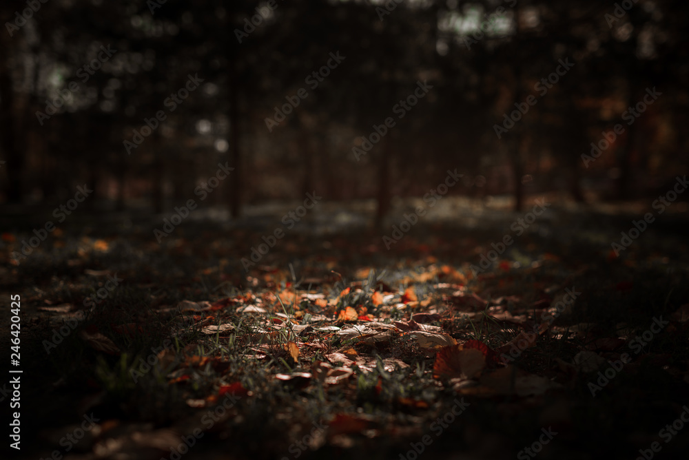 autumn in the park autumn in the park