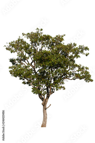 Tree with green leaves isolated from white background