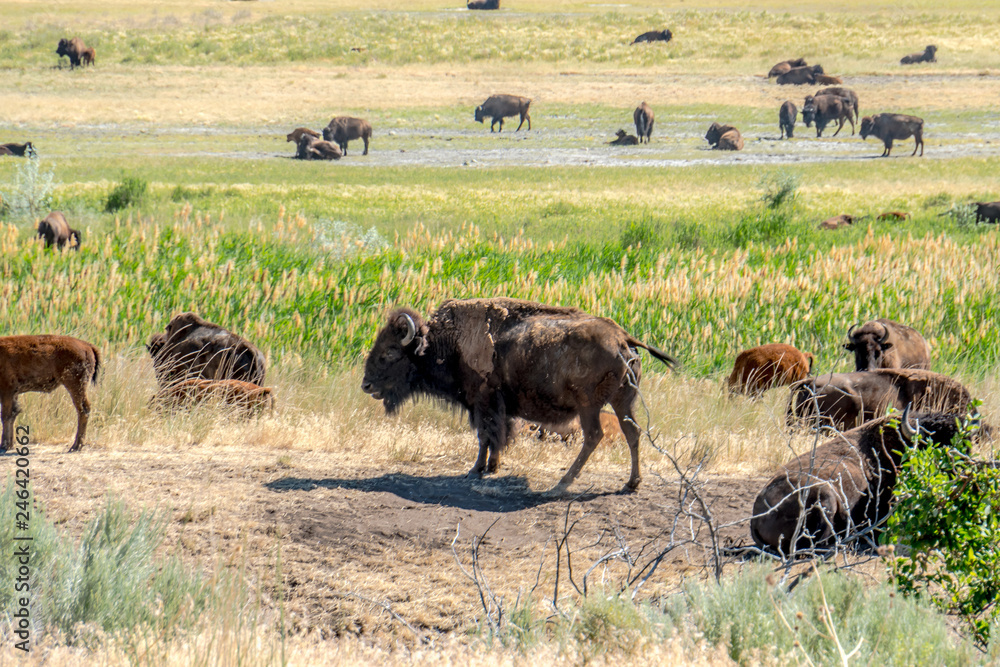 Wild bison at Antelope Island State Park, just outside of Salt Lake City Utah Wild bison at Antelope Island State Park, just outside of Salt Lake City Utah