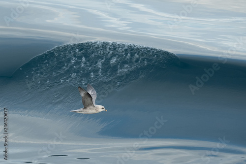 fulmar boreal surfeur