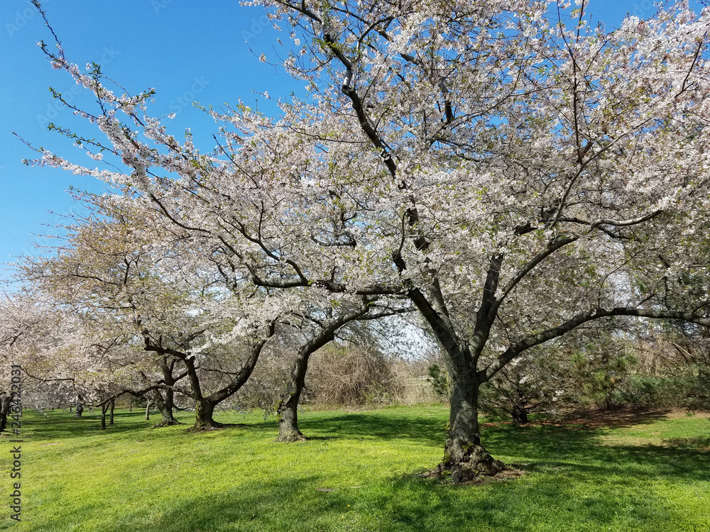 The Cherry Blossom Festival in Washington DC, USA