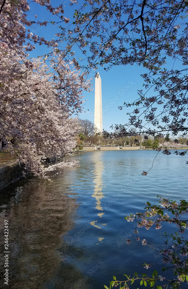 The Cherry blossom festival in Washington DC, USA