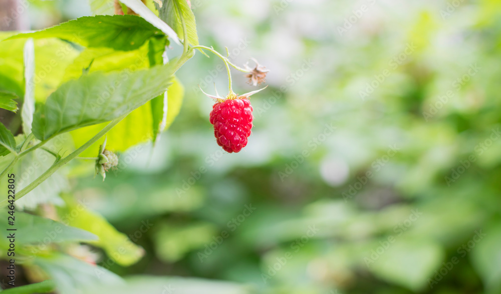 branch of ripe raspberries in a garden on green background branch of ripe raspberries in a garden on green background