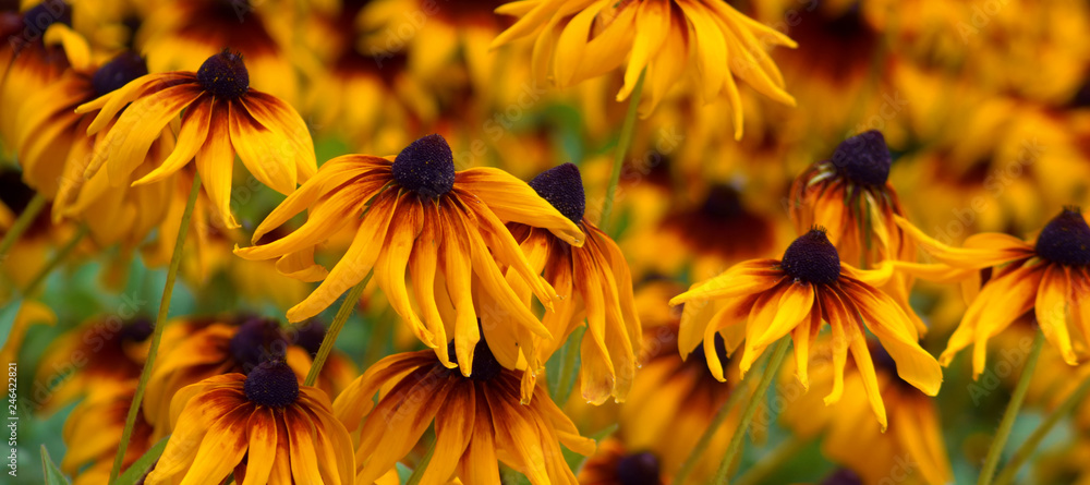 Black-eyed susan Black-eyed susan