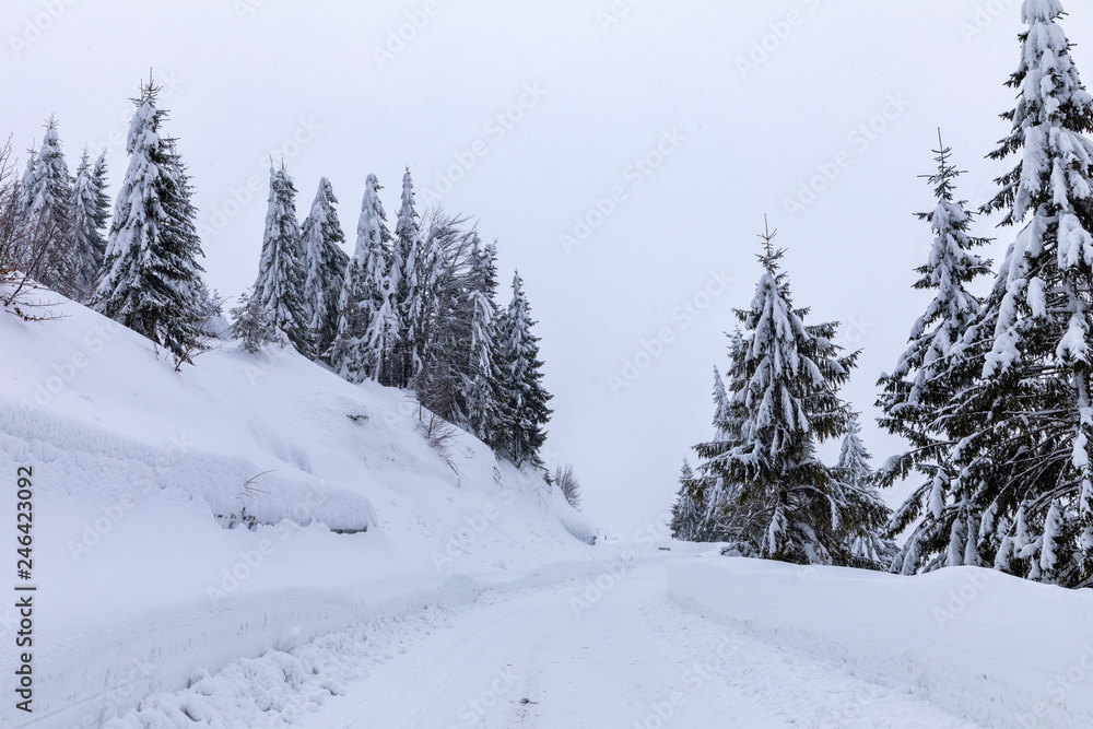 Obraz premium Landscape with snowy road in the winter through a pine forest