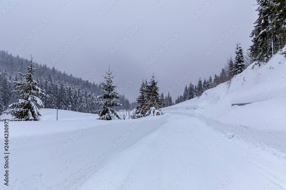 Landscape with snowy road in the winter through a pine forest