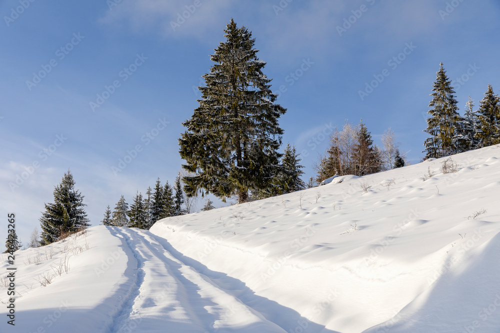 Landscape with snowy road in the winter through a pine forest