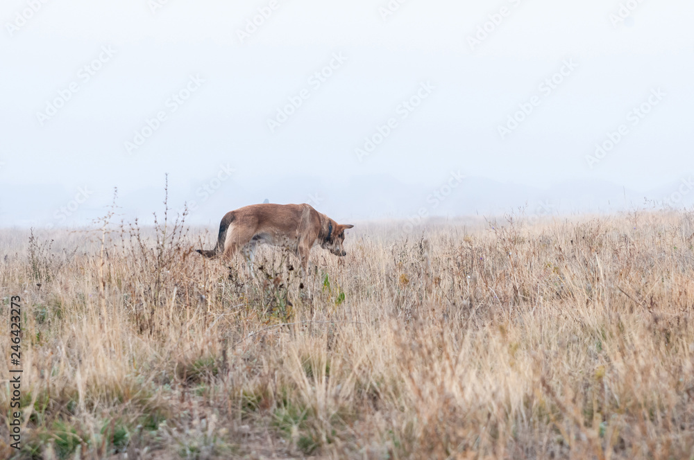 Naklejka premium Wild dog walking on the autumn field in the fog